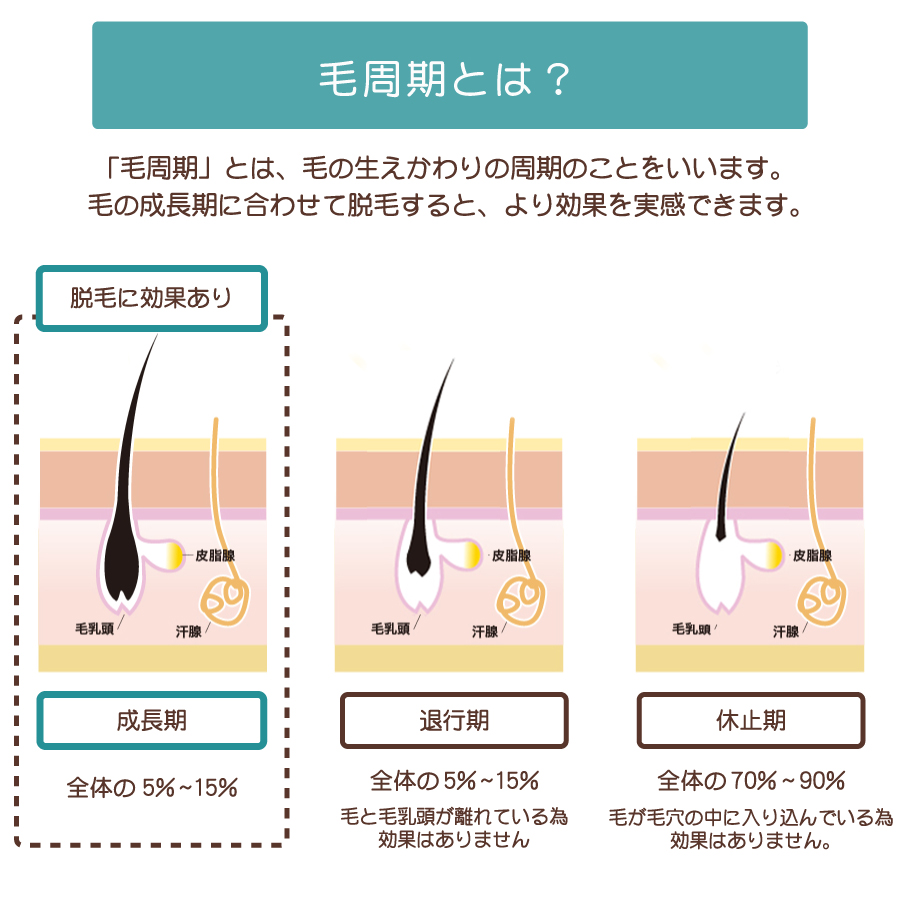 毛周期とは？